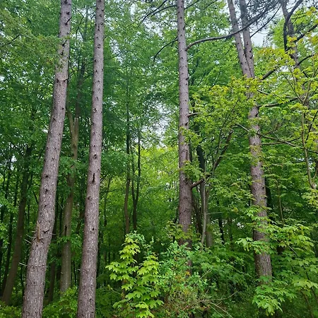 At Forest Edge With Hot Tub Near Dom wakacyjny *